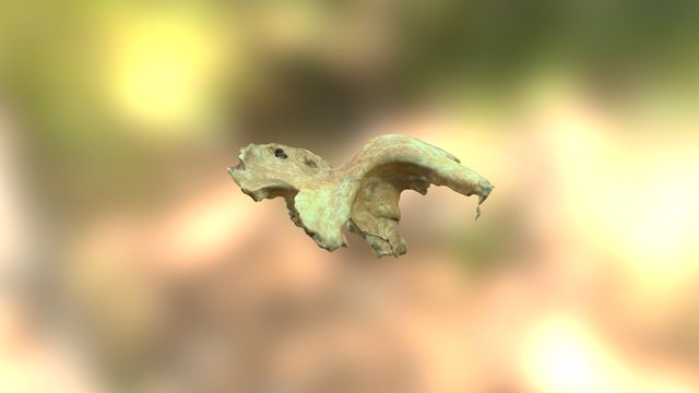Face 385 (2) 3D Model