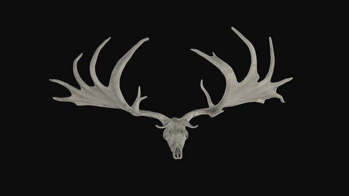 Crâne de Mégacéros 3D Model