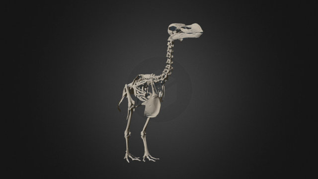 Durban Dodo Skeleton - Museum Scan 3D Model